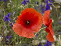 Mohn, Klatsch-